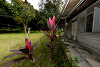 Tok Busu's Home and Orchard in Bentong, Pahang