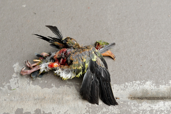 Dead Bird Under Porch
