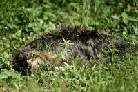 Neighbour Premila's dead cat in her garden