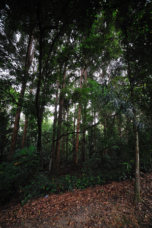 FRIM - Forest Research Institure Malaysia