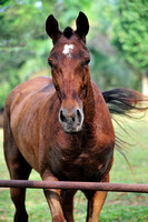 Tanamera Horses