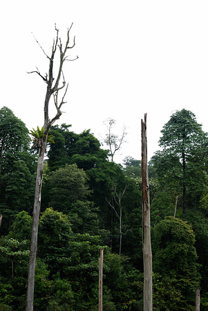 Jungle in Kota Damansara