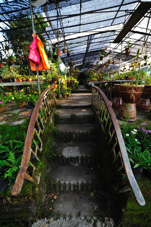 Sungei Buloh Flower Farm