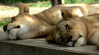 Afamosa - Animal Safari