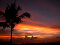 Coconut Sunset