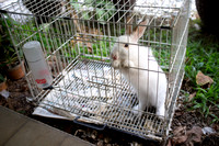 Rabbit at Yusof's Home
