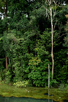 Jungle in Kota Damansara