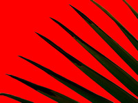 Spiky Leaves On Red