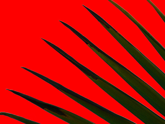 Spiky Leaves On Red
