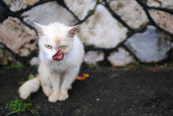 Neighbour's Sickly White Cat