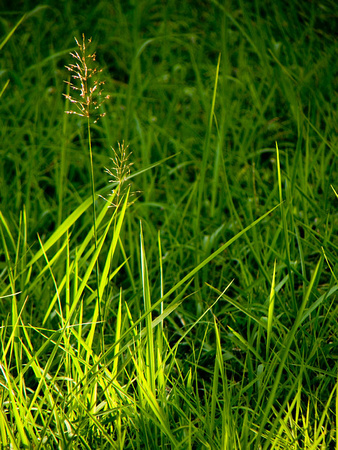 Garden Grass