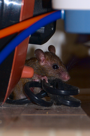 Rat Attack in Home Kitchen