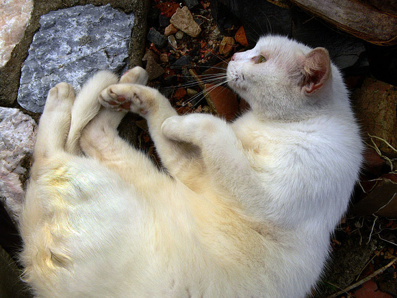 White Cat Curled
