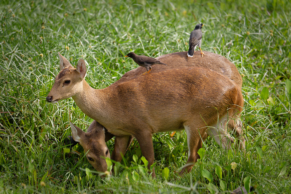 PSPJ Zoo Negara