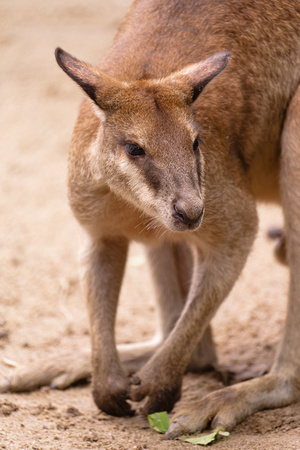 PSPJ Zoo Negara