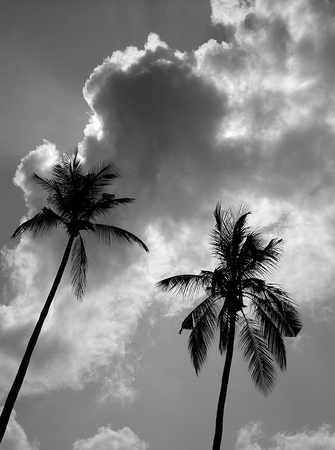 Coconut Clouds