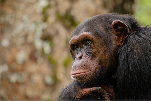 PSPJ Zoo Negara