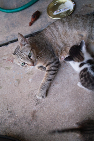 Mama Grey Cat and her Kittens