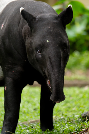 PSPJ Zoo Negara