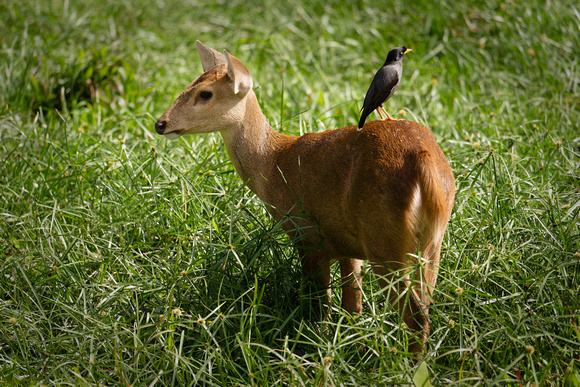 PSPJ Zoo Negara