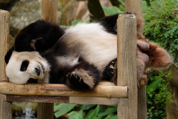 PSPJ Zoo Negara