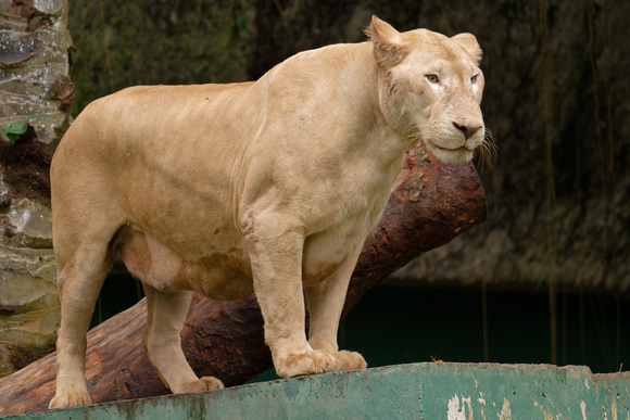 PSPJ Zoo Negara