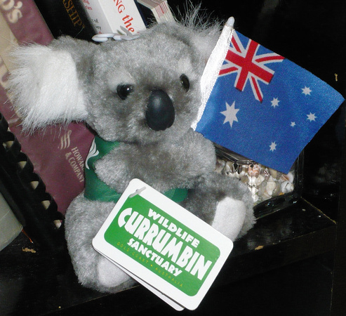 Koala Bear from Australia
