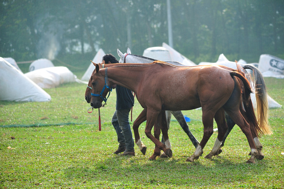 Tanamera Horses