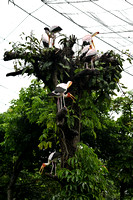 2025 KL Outing - Bird Park
