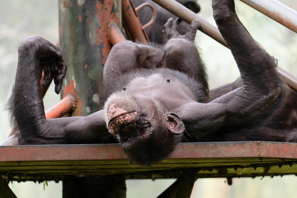 PSPJ Zoo Negara