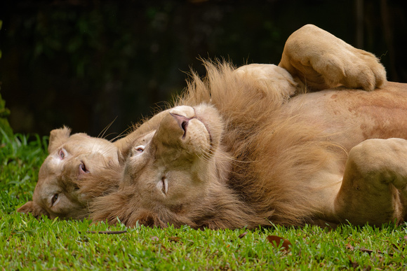 PSPJ Zoo Negara