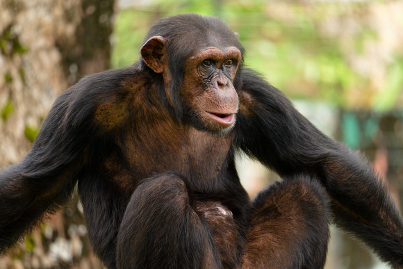 PSPJ Zoo Negara