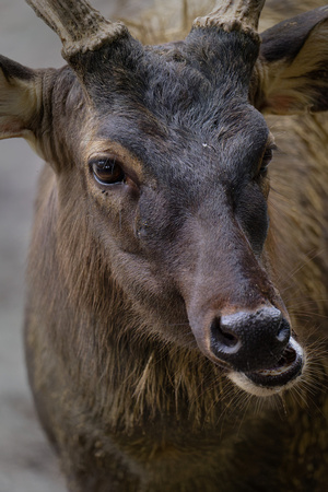 PSPJ Zoo Negara