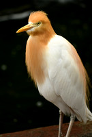 KL Bird Park with Fariz