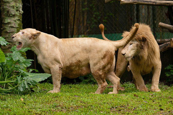 PSPJ Zoo Negara