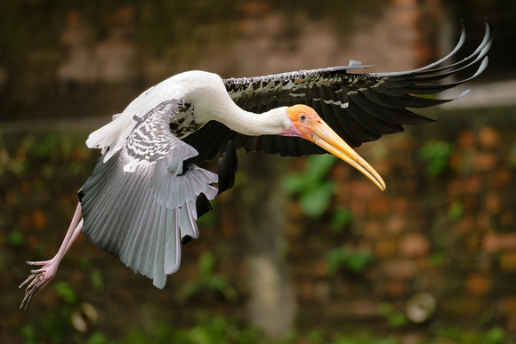 PSPJ Zoo Negara