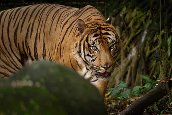 PSPJ Zoo Negara