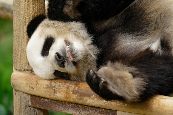 PSPJ Zoo Negara