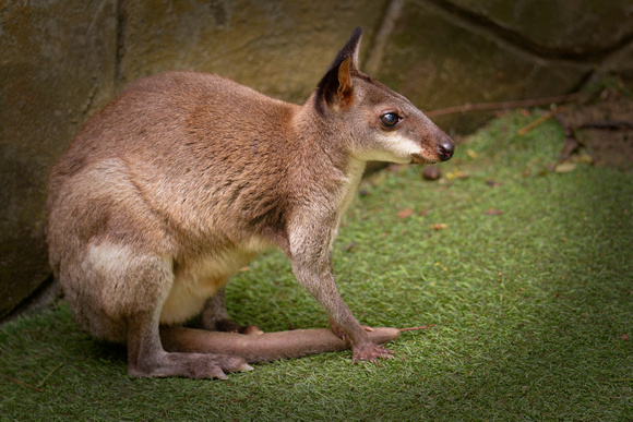 PSPJ Zoo Negara