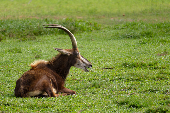 PSPJ Zoo Negara