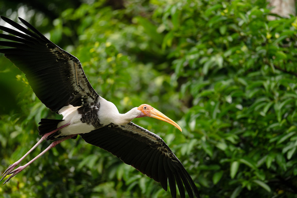 PSPJ Zoo Negara