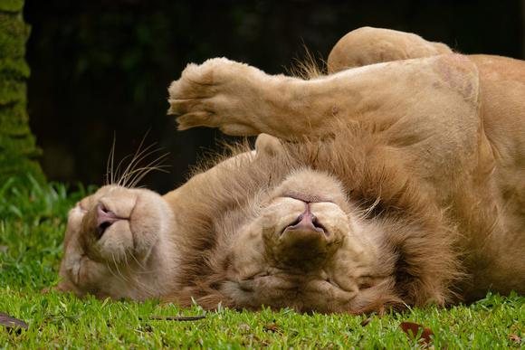 PSPJ Zoo Negara