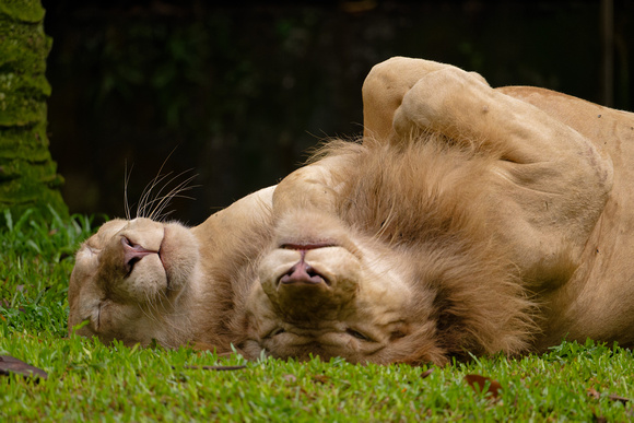 PSPJ Zoo Negara