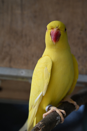 KL Bird Park