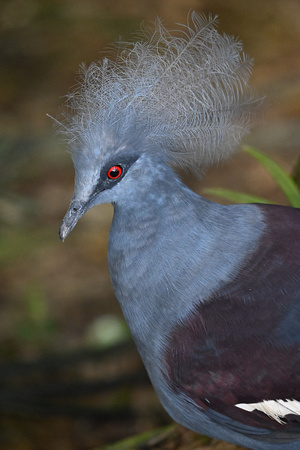 KL Bird Park