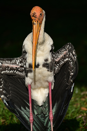 Zoo Negara