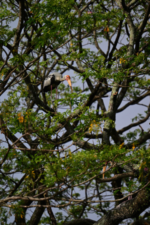 Zoo Negara