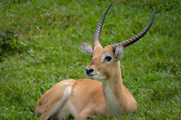 PSPJ Zoo Negara