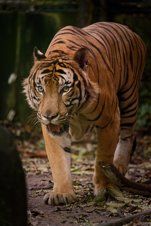 PSPJ Zoo Negara