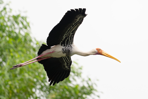 PSPJ Zoo Negara